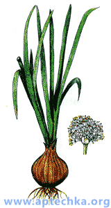 Лук репчатый - aptechka.org