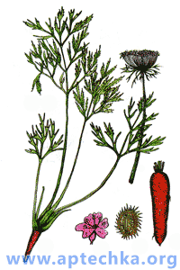 Морковь посевная - aptechka.org