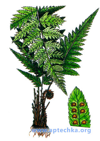 Папоротник мужской - aptechka.org