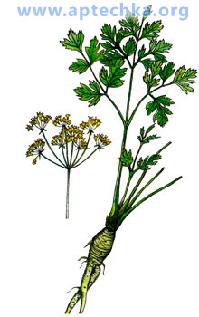 Петрушка огородная - aptechka.org
