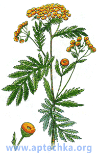 Пижма обыкновенная - aptechka.org