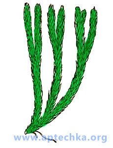 Плаун-баранец - aptechka.org