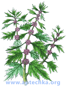 Пустырник пятилопастной - aptechka.org