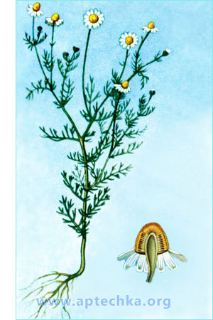 Ромашка аптечная - aptechka.org