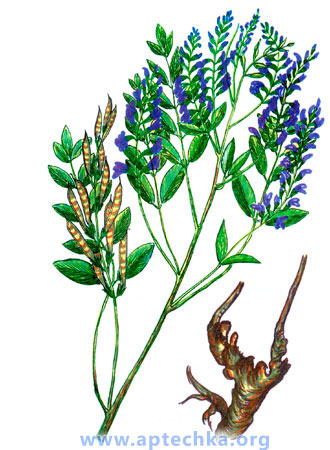 Солодка голая - aptechka.org