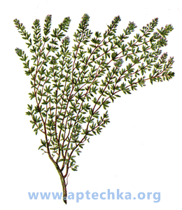 Тимьян обыкновенный - aptechka.org