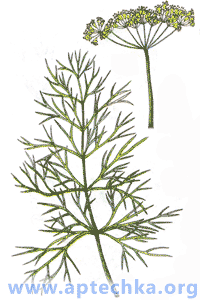 Укроп огородный, или пахучий - aptechka.org