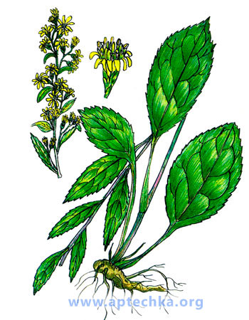 Золотарник, или Золотая розга - aptechka.org