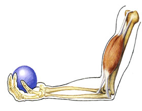 Бицепс - мышца-сгибатель - aptechka.org