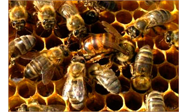 Пчела медоносная - aptechka.org